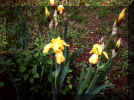flowers.jpg (154062 bytes)